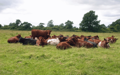 MSBA Bulletin – February 2026